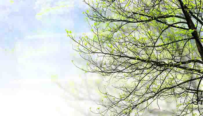 江水春柳古文诗歌 (2).jpg 江水春柳古文诗歌 (2).jpg