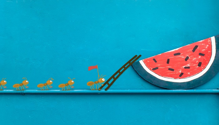 蚂蚁、动物 (3).jpg