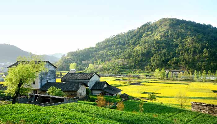 油菜花乡村田园 (1).jpg