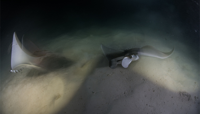 摄图网_501883916_拉巴斯南下加利福尼亚墨西哥北美鳐鱼(企业商用)(1)_ .jpg 摄图网_501883916_拉巴斯南下加利福尼亚墨西哥北美鳐鱼(企业商用)(1)_ .jpg