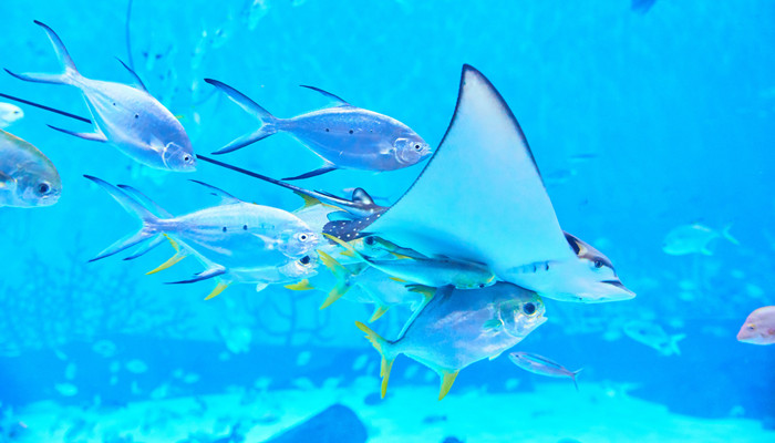 摄图网_501363033_banner_海底鱼群(企业商用)_副本.jpg 摄图网_501363033_banner_海底鱼群(企业商用)_副本.jpg