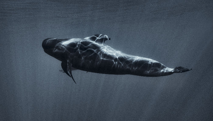 鲸鱼1.jpg