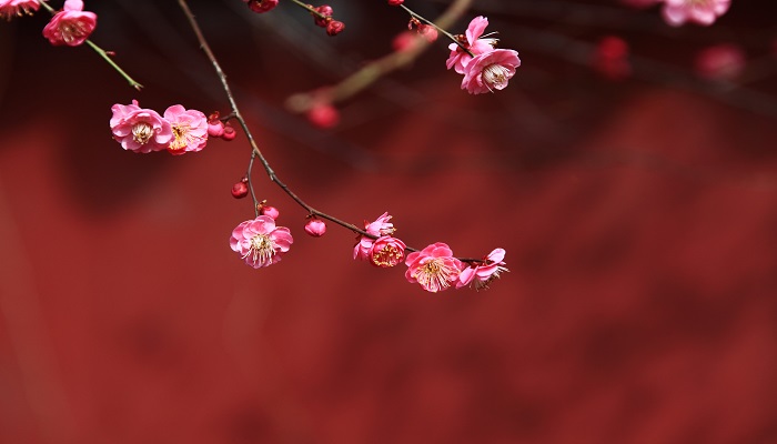 梅花 (3).jpg 梅花 (3).jpg