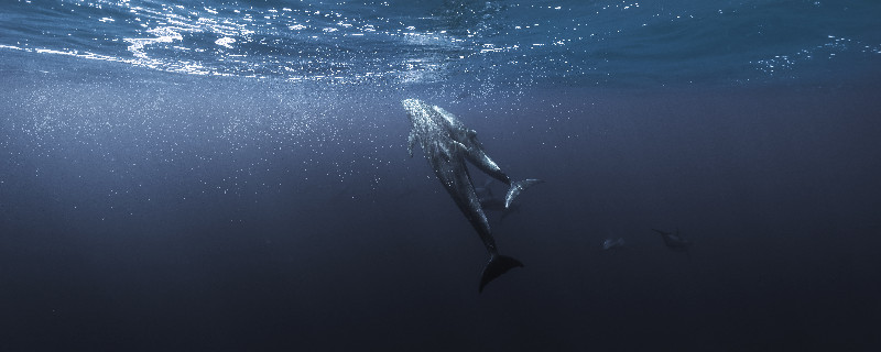 鲸鱼5.jpg