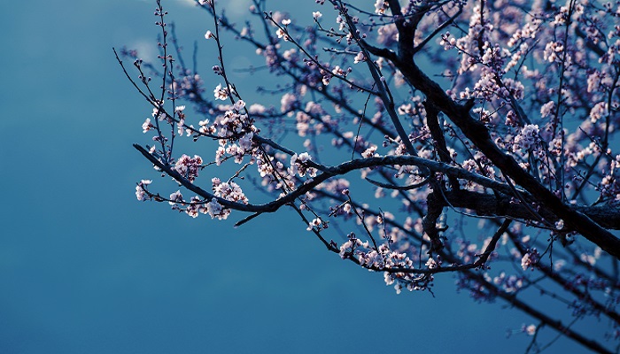 梅花 (15).jpg 梅花 (15).jpg