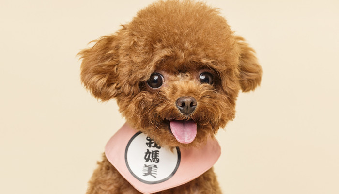 摄图网_501390267_banner_贵宾犬小泰迪（企业商用）_副本.jpg