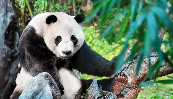 摄图网_501313459_banner_熊猫在爬树（企业商用）_副本.jpg