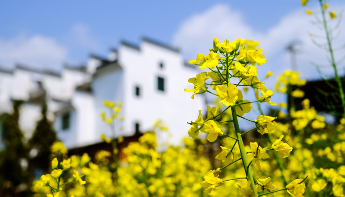 摄图网_500672407_banner_春天油菜花开(企业商用)_副本.jpg 摄图网_500672407_banner_春天油菜花开(企业商用)_副本.jpg