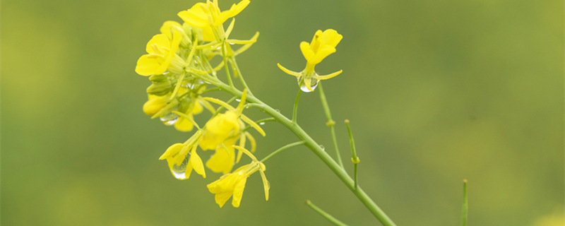 摄图网_501729997_banner_雨中油菜花（企业商用）1_副本.jpg