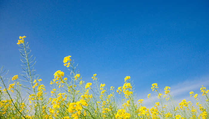 摄图网_501563342_banner_油菜花开与蓝天（企业商用）_副本.jpg