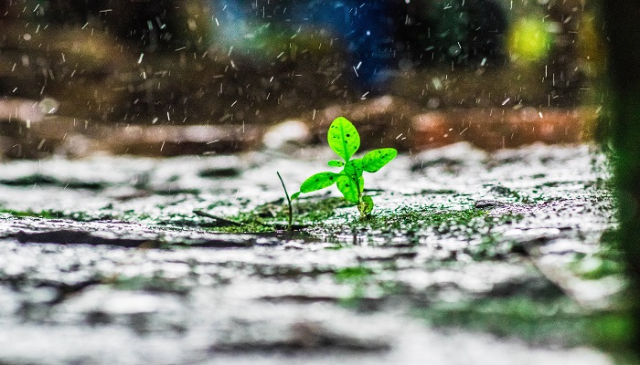 风雨 (3).jpg 风雨 (3).jpg