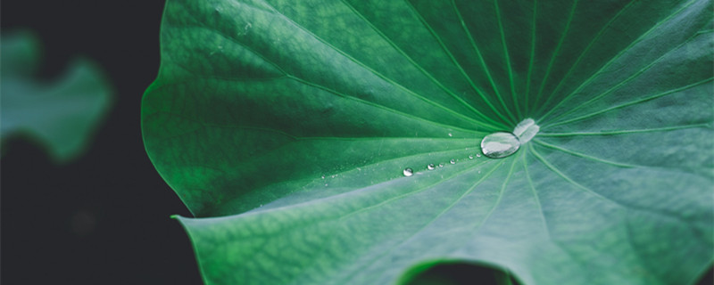 摄图网_500465245_banner_荷叶露水水珠(企业商用)_1副本.jpg 摄图网_500465245_banner_荷叶露水水珠(企业商用)_1副本.jpg