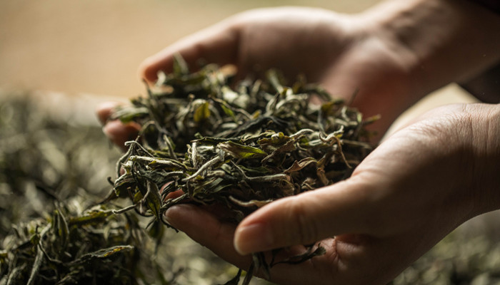 摄图网_500301288_banner_茶园(企业商用)_副本.jpg 摄图网_500301288_banner_茶园(企业商用)_副本.jpg