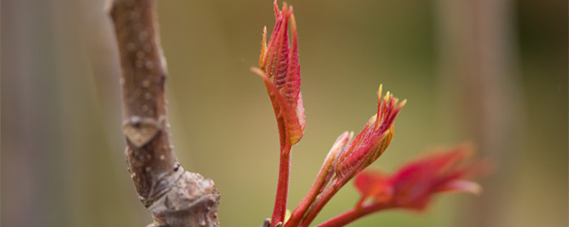 摄图网_501228778_banner_正在发芽的香椿（企业商用）_副本_1副本.jpg