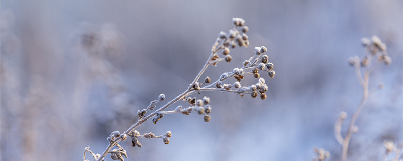 摄图网_501707854_banner_冬季植物（企业商用霜降1）_副本.jpg