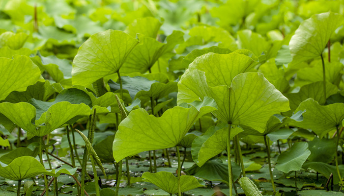 摄图网_501319808_banner_夏天荷叶荷花（企业商用）_副本.jpg