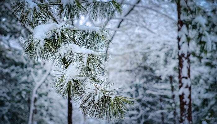 摄图网_500788865_banner_冬季挂满积雪的松枝（企业商用）_副本.jpg