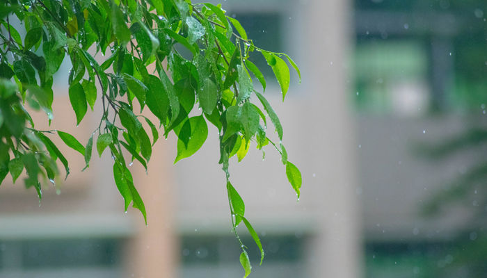 清明雨74nner_雨中绿叶（.jpg