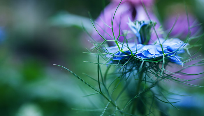 摄图网_300684564_banner_朵美丽的蓝色矢车菊（企业商用）_副本.jpg