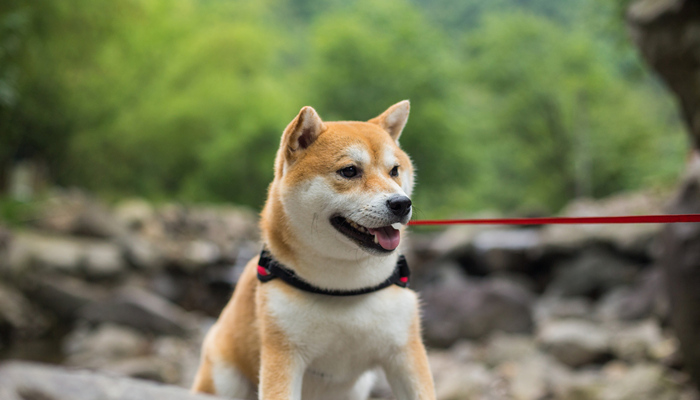 摄图网_500584037_banner_柴犬狗（企业商用）_副本.jpg