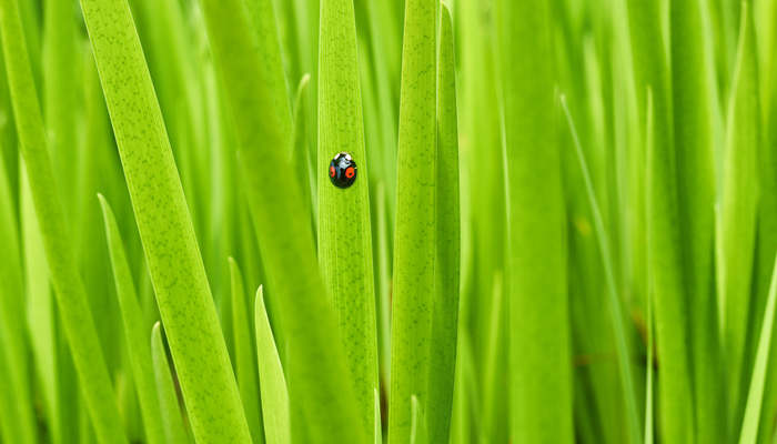 摄图网_501589167_春天瓢虫)_副本.jpg 摄图网_501589167_春天瓢虫)_副本.jpg