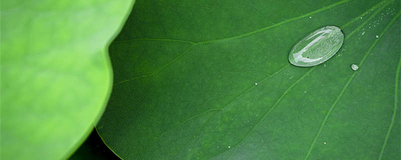 摄图网_501640704_夏季荷叶露珠(企)_副本.jpg 摄图网_501640704_夏季荷叶露珠(企)_副本.jpg