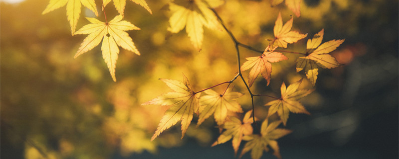 摄图网_500755724_banner_秋叶(企业商用)_副本.jpg 摄图网_500755724_banner_秋叶(企业商用)_副本.jpg