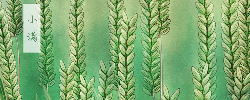 摄图网_400159038_banner_小满(企业商用)_副本.jpg 摄图网_400159038_banner_小满(企业商用)_副本.jpg