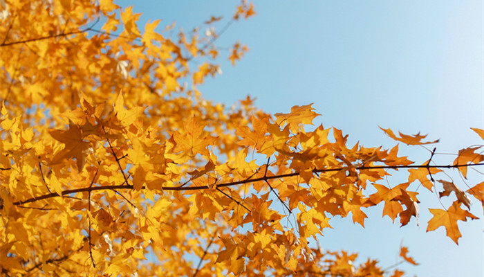 摄图网_500539376_banner_秋天枫叶(企业商用)_副本.jpg 摄图网_500539376_banner_秋天枫叶(企业商用)_副本.jpg