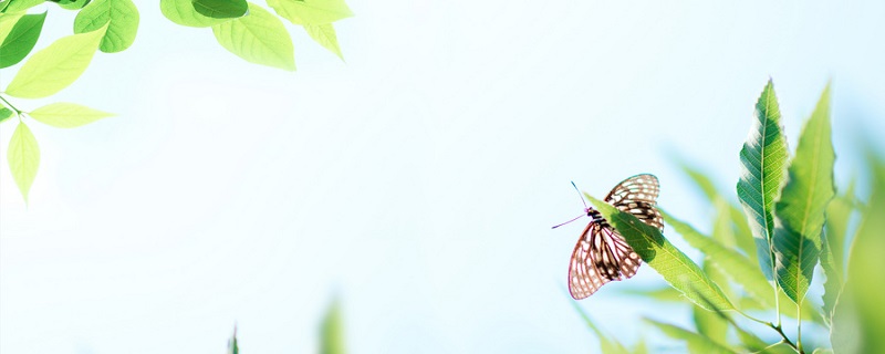 蝴蝶春天 (2).jpg 蝴蝶春天 (2).jpg