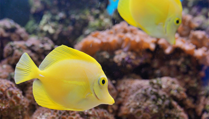 摄图网_300143232_banner_水族馆中的斑马鱼珊瑚（企业商用）_副本.jpg