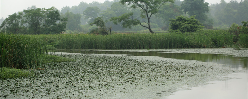 摄图网_500958561_banner_梅雨时节朦胧田园（企业商用）_副本.jpg