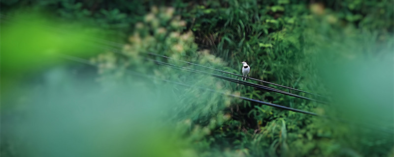 摄图网_500597979_banner_电线上的小鸟（企业商用）_副本.jpg