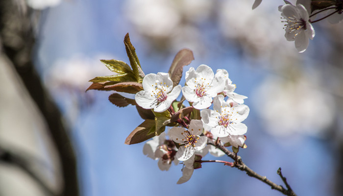 摄图网_501588099_banner_紫叶李花（企业商用）_副本.jpg