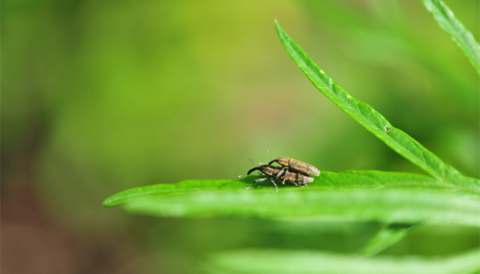 摄图网_500556631_banner_交配的昆虫（企业商用）_副本.jpg