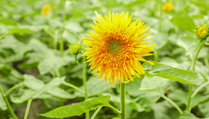 摄图网_501368922_banner_向日葵（企业商用）_副本.jpg