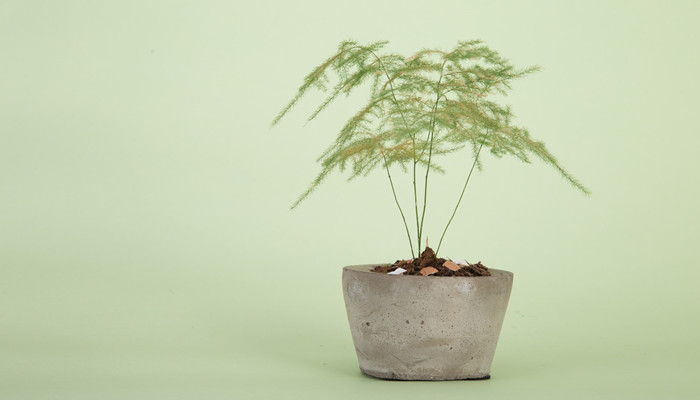 摄图网_500608477_banner_绿植盆栽(企业商用)_副本 (2).jpg 摄图网_500608477_banner_绿植盆栽(企业商用)_副本 (2).jpg
