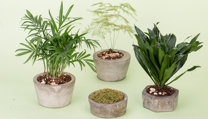 摄图网_500608490_banner_绿植盆栽(企业商用)_副本.jpg 摄图网_500608490_banner_绿植盆栽(企业商用)_副本.jpg