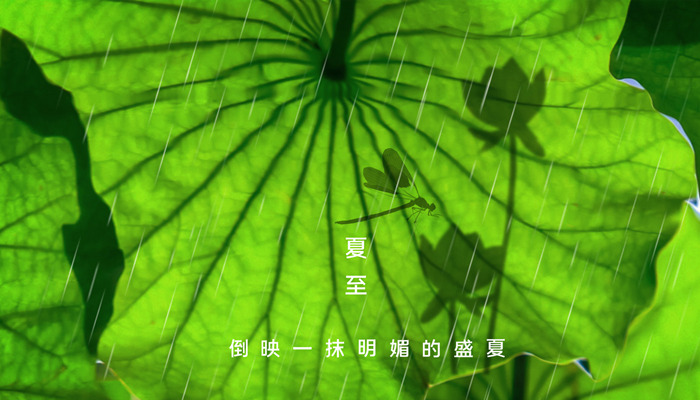 摄图网_401748430_banner_夏至荷花背景（企业商用）_副本.jpg