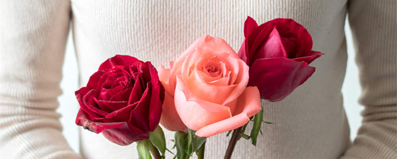 摄图网_500256693_520情人节送一束玫瑰花（企）_副本.jpg