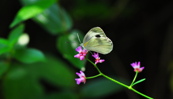 枯叶蝶 蝴蝶 恋花_700.jpg