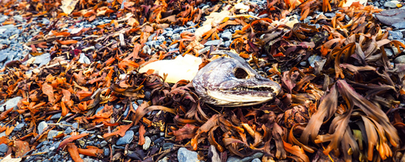 摄图网_501160571_banner_海边搁浅死鱼烂虾(企业商用)_副本.jpg 摄图网_501160571_banner_海边搁浅死鱼烂虾(企业商用)_副本.jpg