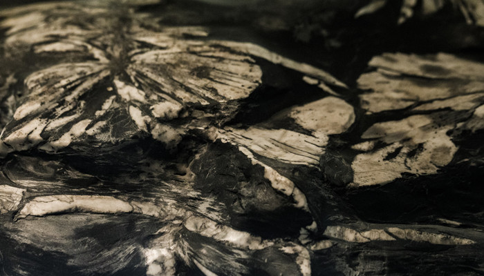 摄图网_501293409_banner_动物标本化石(企业商用)_副本.jpg 摄图网_501293409_banner_动物标本化石(企业商用)_副本.jpg