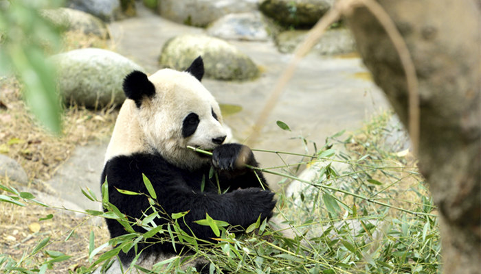 _熊猫 _700.jpg