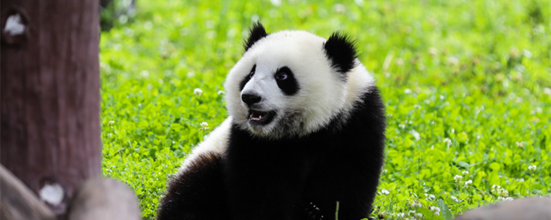 _中国 国宝 熊猫 _800.jpg