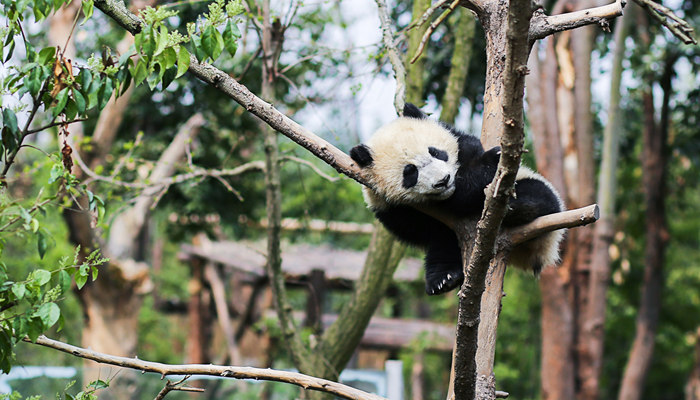 四川 熊猫 _700.jpg