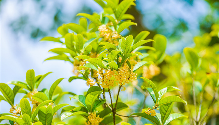 摄图网_501588436_banner_秋天的桂花香气四溢（企业商用）_副本.jpg