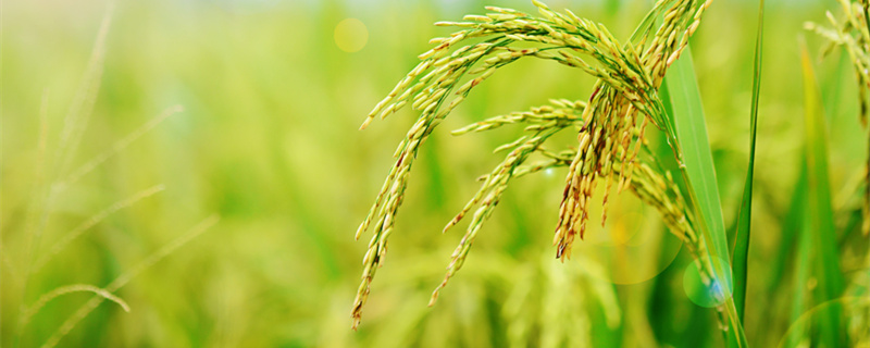 摄图网_500426685_banner_稻谷成熟的田野（企业商用1）_副本.jpg