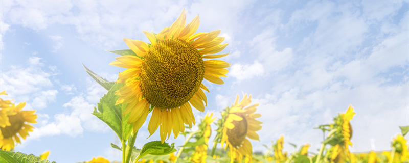 摄图网_501417778_banner_金秋冬日温暖阳光向日葵（企业商用）1_副本.jpg