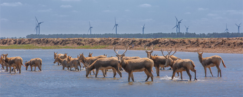 摄图网_501556942_banner_盐城黄海湿地精灵麋鹿（企业商用）_副本.jpg